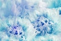 Floral spring background. Flowers blue-turquoise peonies and petals. Close-up. Nature Royalty Free Stock Photo