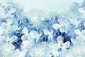 Floral spring background. Lilac bouquet  blue  flower petals. Close-up. Nature. Royalty Free Stock Photo