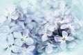 Floral spring background. Lilac bouquet  light blue flower petals. Close-up. Nature. Royalty Free Stock Photo
