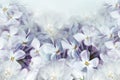 Floral spring background. Lilac bouquet  light purple flower petals. Close-up. Nature. Royalty Free Stock Photo