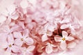 Floral spring background. Lilac bouquet  light red flower petals. Close-up. Nature. Royalty Free Stock Photo