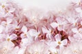 Floral spring background. Lilac bouquet  pink  flower petals. Close-up. Nature. Royalty Free Stock Photo
