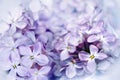 Floral spring background. Lilac bouquet  purple flower petals. Close-up. Nature. Royalty Free Stock Photo