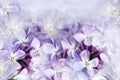 Floral spring background. Lilac bouquet  purple  flower petals. Close-up. Nature. Royalty Free Stock Photo