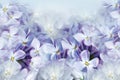 Floral spring background. Lilac bouquet  purple  flower petals. Close-up. Nature. Royalty Free Stock Photo