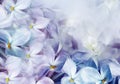 Floral spring background. Lilac bouquet, purple flowers and  petals. Close-up. Nature. Royalty Free Stock Photo