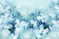 Floral spring background. Lilac bouquet  turquoise  flower petals. Close-up. Nature. Royalty Free Stock Photo