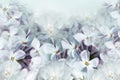 Floral spring background. Lilac bouquet  white-purple  flower petals. Close-up. Nature. Royalty Free Stock Photo