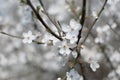 Floral spring background, soft focus. Branches of blossoming bird-cherry in spring outdoors macro in vintage light pastel colors. Royalty Free Stock Photo