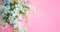 Floral spring background. White and blue flowers on a pastel pink background. Top view, copy space Royalty Free Stock Photo