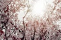 Floral spring blossoms, abstract floral soft blurred background Royalty Free Stock Photo