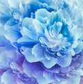 Floral spring  blue background. Flowers and petals of  peony. Close-up. Royalty Free Stock Photo