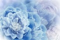 Floral spring  blue   background. Flowers and petals of rose and peony. Close-up. Royalty Free Stock Photo
