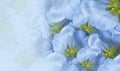 Floral spring blue background. Flowers white tulips blossom. Close-up. Greeting card.