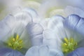 Floral spring blue-white background. Flowers pink tulips blossom. Close-up. Greeting card.