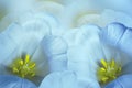 Floral spring bright blue background. Flowers blue-yellow tulips blossom. Close-up. Greeting card. Royalty Free Stock Photo