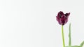 floral spring long banner. dark burgundy parrot tulip close-up