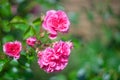 Floral spring, natural landscape with flowers of bush garden roses and beautiful bokeh circles. Delicate image, soft focus, author