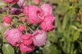 Floral spring, natural landscape with flowers of bush garden roses and beautiful bokeh circles. Delicate image, soft focus, author