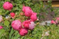 Floral spring, natural landscape with flowers of bush garden roses and beautiful bokeh circles. Delicate image, soft focus, author