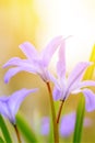 Floral spring nature landscape wild lilac flowers in meadow on background Sunny light. Dreamy gentle image. Soft selective focus