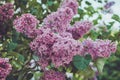 Floral spring purple lilac flower in sunlight background. Summer park outdoor abstract nature. Bloom macro pink flowers