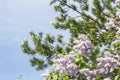 Floral spring summer floral background. Blooming branches of a lilac bush and pine against the backdrop of a sunny blue clear sky