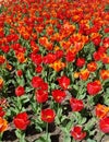 Red tulips flowerbed Royalty Free Stock Photo