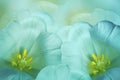 Floral spring turquoise background. Flowers pink tulips blossom. Close-up. Greeting card.