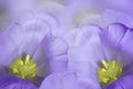 Floral spring violet background. Flowers purple tulips blossom. Close-up. Greeting card. Royalty Free Stock Photo