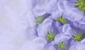 Floral spring violet background. Flowers white tulips blossom. Close-up. Greeting card. Royalty Free Stock Photo
