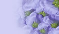 Floral spring violet background. Flowers white tulips blossom. Close-up. Greeting card. Place for text Royalty Free Stock Photo