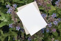 Floral stationery still life scene. Blank greeting card mock-up with blooming blue borage plants. Top view, selective Royalty Free Stock Photo