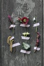 Floral still life. Group of winter, springtime flowers taped on old wooden door. Primrose, snowdrop and hellebore. Erica