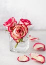 Floral still life with pastel colored pink roses in glass vase for home decor. Royalty Free Stock Photo