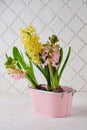 Floral still life with three blooming pink and yellow hyacinths in a pink tin pot on a light concrete background. Growing indoor