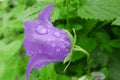 Floral Study in Rain