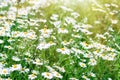 Floral summer background of field chamomile flowers. Wild flowers field. Blurred image. Selective focus Royalty Free Stock Photo