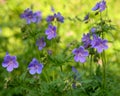 Floral summer background of flowers geranium pratense meadow cranesbill in the morning sunlight Royalty Free Stock Photo