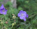 Floral summer background of flowers geranium pratense, meadow cranesbill in the morning sunlight. Royalty Free Stock Photo