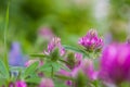 Floral summer background, soft focus. Blooming clover. Blurred backgroun