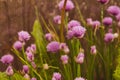 Floral summer background, soft focus. Blooming fistulosum. Blurred background.