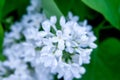 Floral summer background, soft focus. Blooming lilac. Blurred ba