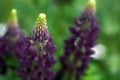 Floral summer background, soft focus. Blooming Lupin.