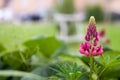 Floral summer background, soft focus. Blooming Lupin.