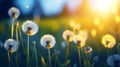 Floral summer spring background. Yellow dandelion flowers close-up in a field Royalty Free Stock Photo