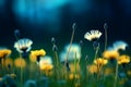 Floral summer spring background. Yellow dandelion flowers close-up in a field on nature on a dark blue green background in evening Royalty Free Stock Photo