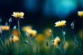 Floral summer spring background. Yellow dandelion flowers close-up in a field on nature on a dark blue green background in evening Royalty Free Stock Photo