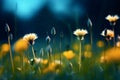 Floral summer spring background. Yellow dandelion flowers close-up in a field on nature on a dark blue green background in evening Royalty Free Stock Photo