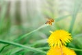 Floral summer spring background. Yellow dandelion flowers and fly bee close-up in a field on nature on a green background. Royalty Free Stock Photo